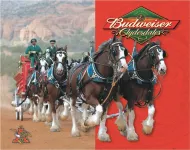 Budweiser Clydesdales